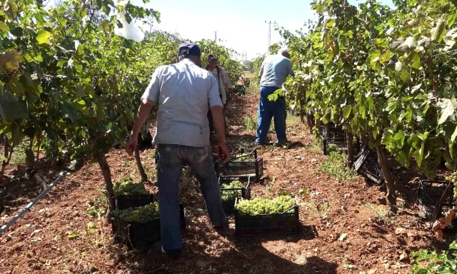 Delice beyazı üzümünün hasadı başladı! Kilosu tarlada 30 lira