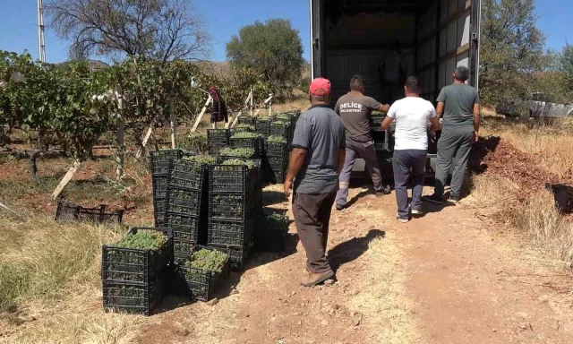 Delice beyazı üzümünün hasadı başladı! Kilosu tarlada 30 lira