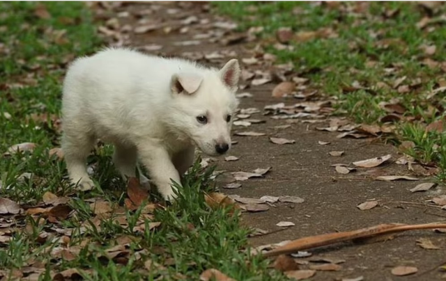 Dünyaca ünlü zoolog Adam Britton köpeklere tecavüz ve işkence suçlarını kabul etti