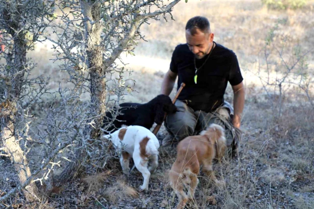 Bu mantarın kilosu 3 bin euro! Sadece özel eğitimli köpekler bulabiliyor