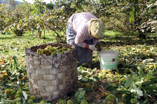 Erfelek'te kestane hasadına başlandı! Kilo fiyatı 300 TL'ye kadar çıkıyor