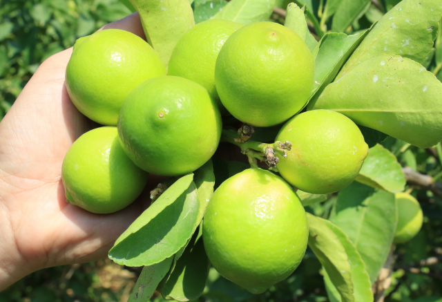 Mersin'de yetiştirilen yeşil limonun kilosu 10 kat daha pahalıya satılıyor