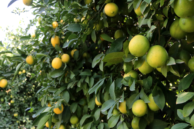 Limon tarlada 30 kuruşa kadar düştü, üreticiden Tarım Kredi'ye çağrı geldi: Limonata yapılıp vatandaşa satılsın