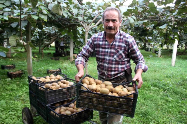 Hobi olarak başlanmıştı! Ordu'ya yıllık getirisi 100 milyon TL