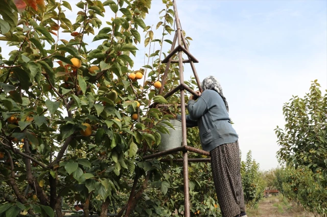 Tarlada fiyatı 20 TL olan cennet hurması, kurutulduktan sonra 200 TL'ye satılıyor