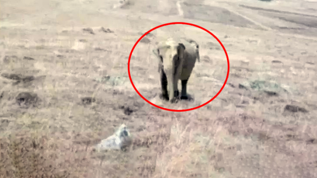 Ardahan'da filin görüldüğü iddia edilen köyün muhtarı konuştu