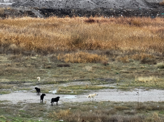 Başıboş köpeklerin saldırısına uğrayan Tunahan Yılmaz'ın durumu iyiye gidiyor: Bana 'Baba' dedi, dünya benim oldu