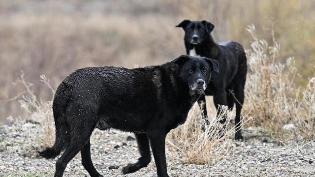 Ankara'da sokak köpeklerinin saldırısına uğrayan Tunahan'ın babası Halil Yılmaz: Çocuğumu gördüğümde nefes almaya çalışıyordu