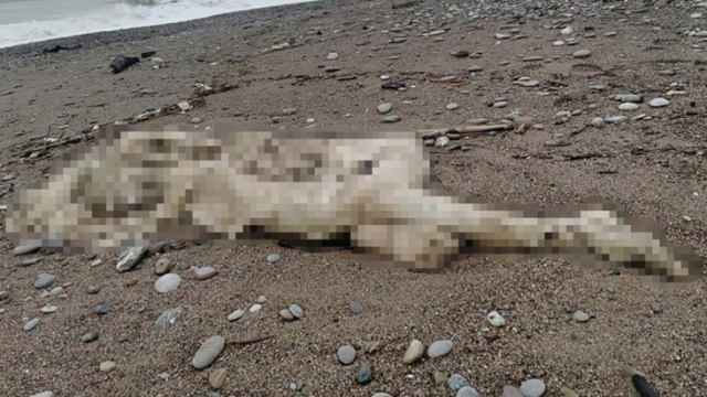 Manavgat sahilinde başı ve sağ kolu olmayan ceset bulundu