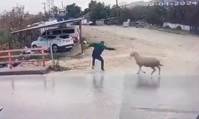 Yolun karşısına geçmeye çalışan yayaya koç saldırdı! O anlar kamerada