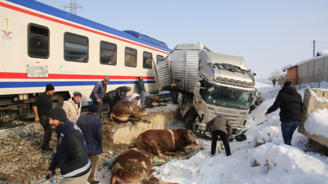 Muş'ta hızla gelen tren, büyükbaş hayvan yüklü tırı biçti: 2 ölü, 2 yaralı