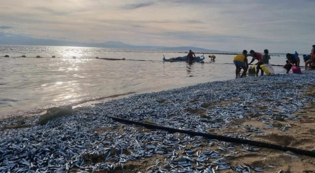 Filipinler'de milyonlarca balık karaya vurdu