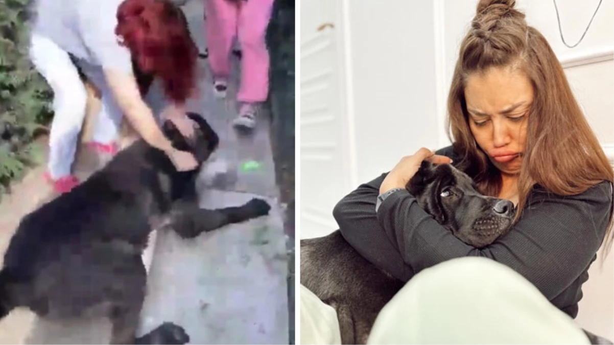 Köpeği, başka bir köpeği öldüren Banu Parlak'tan açıklama: Oyun oynamak için yanına gitti