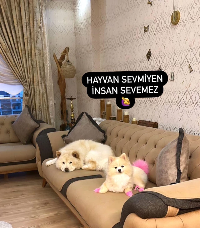 Çin Aslanı, evdeki diğer köpekten kıskandığı sahibinin bacağını parçaladı